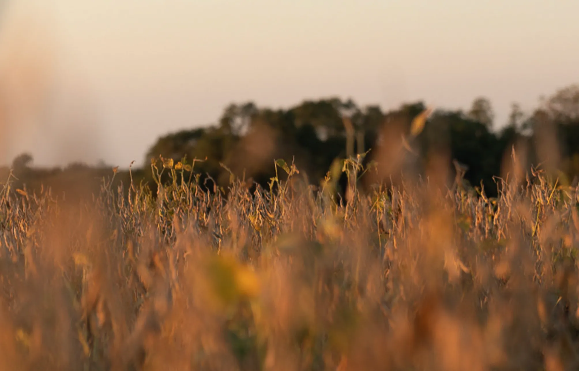 A dense field of late season soybeans at dawn.